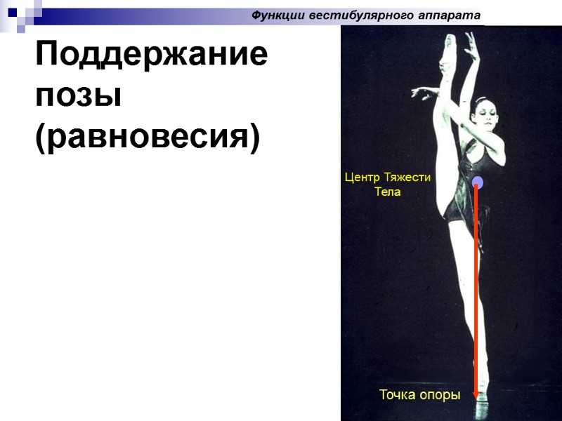Поддержание позы (равновесия) Точка опоры Центр Тяжести Тела Функции вестибулярного аппарата Поддержание позы (равновесия) Точка опоры Центр Тяжести Тела Функции вестибулярного аппарата